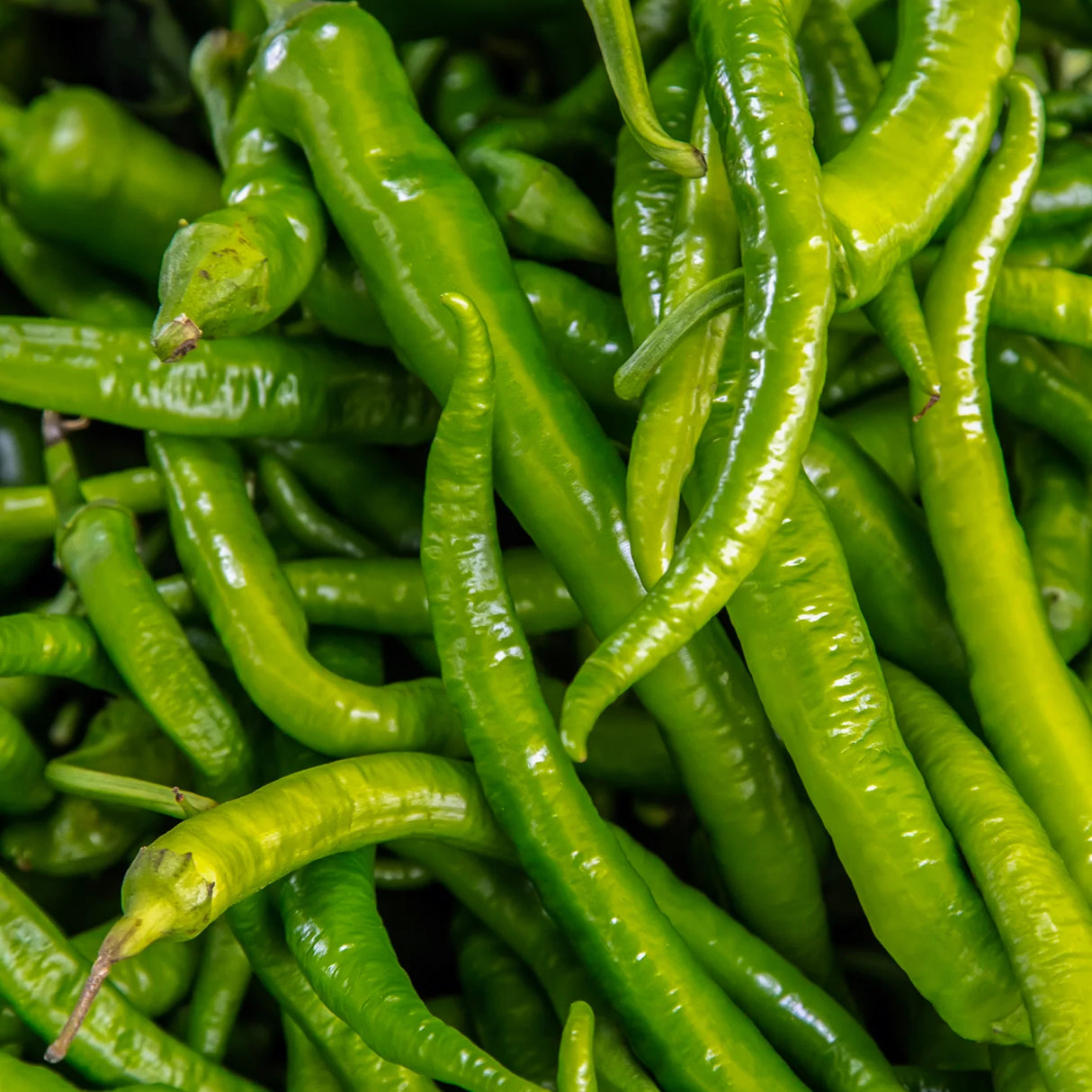 BAKLOUTI GREEN PEPPER OLIVE OIL