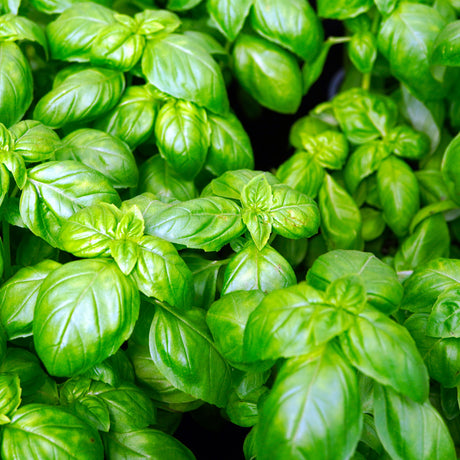 BASIL OLIVE OIL
