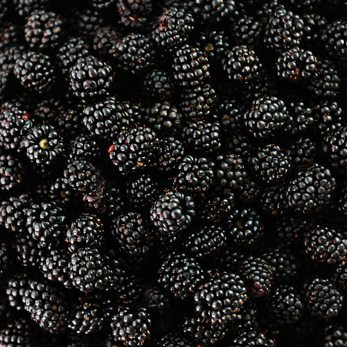 BLACKBERRY GINGER BALSAMIC VINEGAR