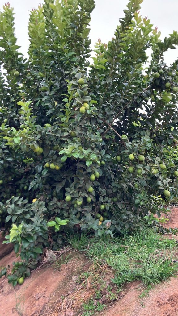 GREEN LEMON OLIVE OIL