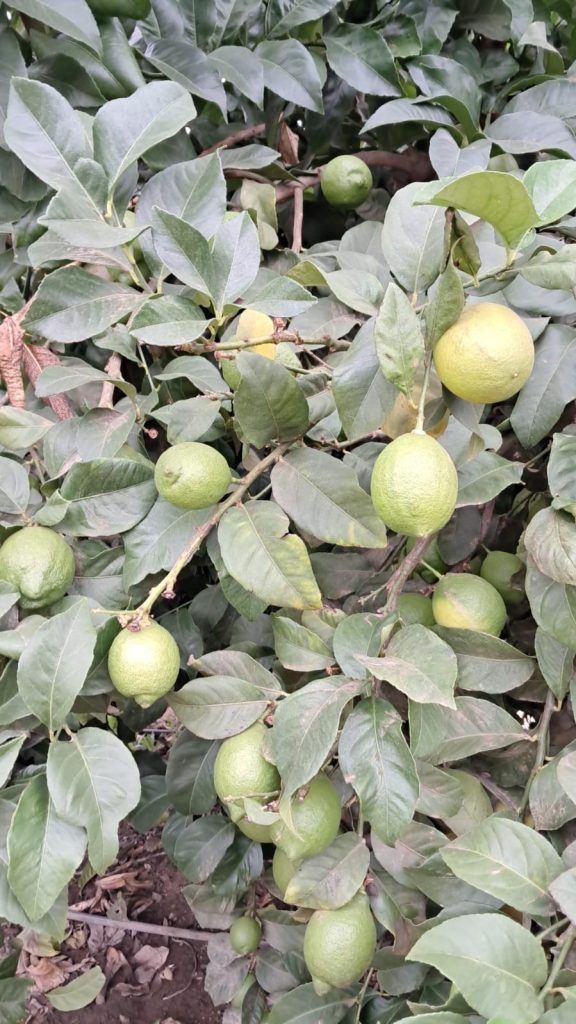 GREEN LEMON OLIVE OIL