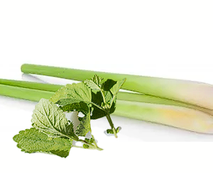 LEMONGRASS MINT BALSAMIC VINEGAR