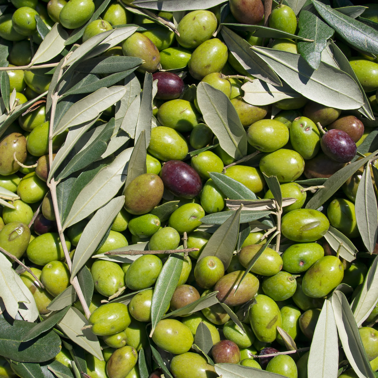 EVOO - CHETOUI OLIVE OIL
