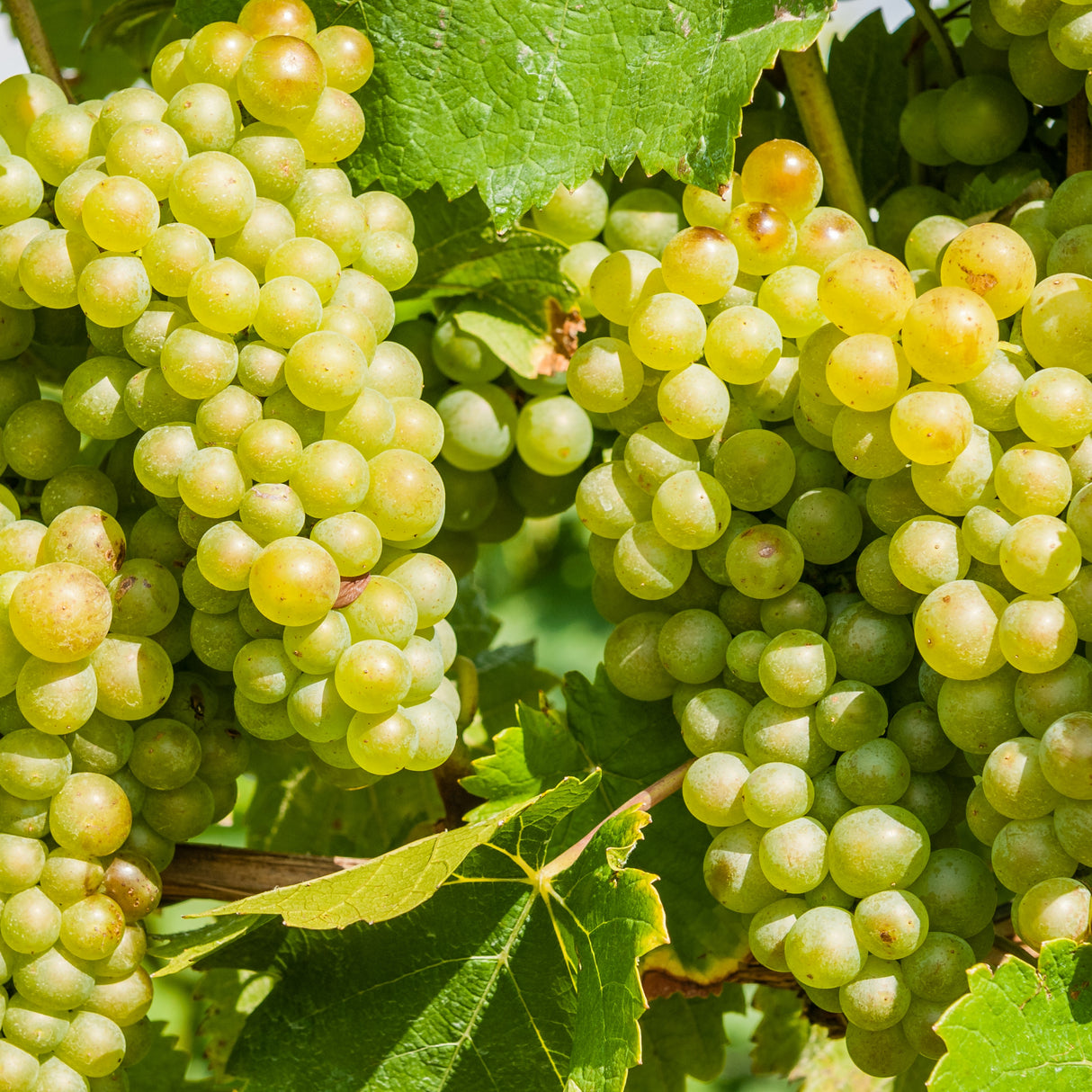 ULTRA PREMIUM WHITE BALSAMIC VINEGAR