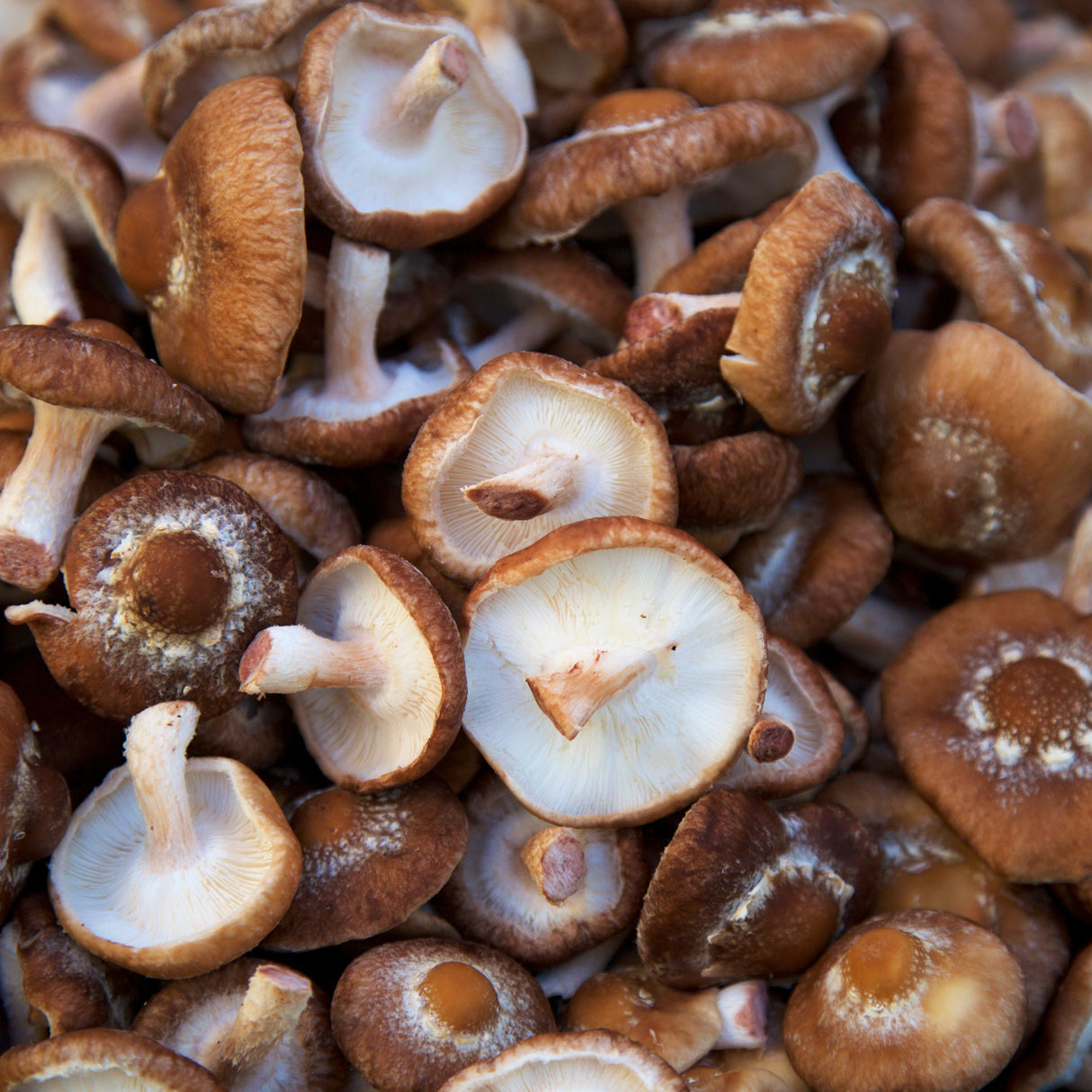 WILD MUSHROOM & SAGE OLIVE OIL