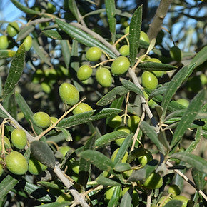 EVOO - CHIQUITITA OLIVE OIL