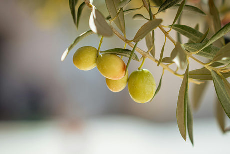 Health Benefits of Extra Virgin Olive Oil