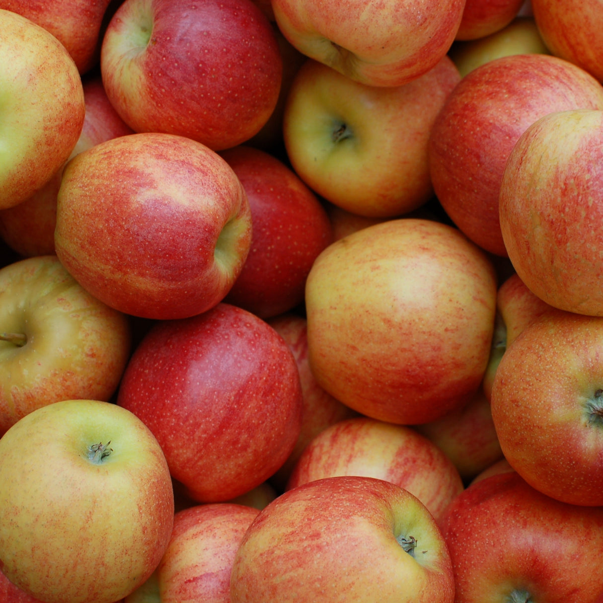 ORGANIC APPLE CIDER VINEGAR