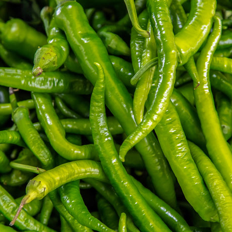 BAKLOUTI GREEN PEPPER OLIVE OIL
