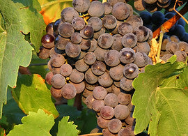TRADITIONAL BALSAMIC VINEGAR