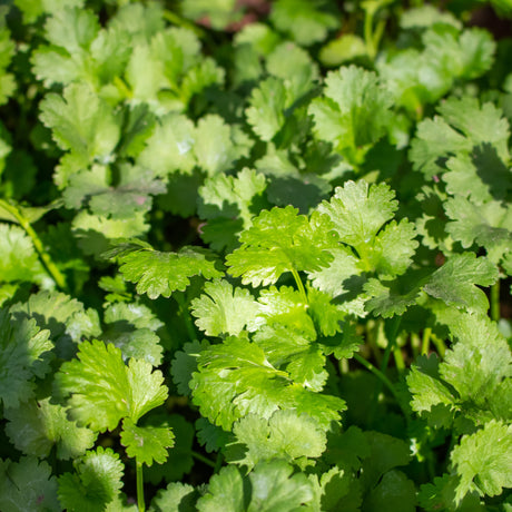 CILANTRO & ROASTED ONION OLIVE OIL