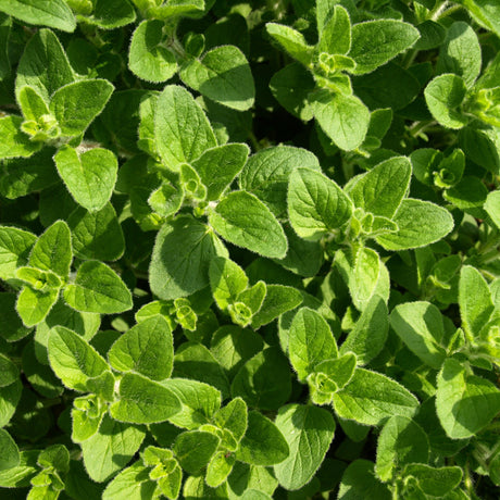 OREGANO OLIVE OIL