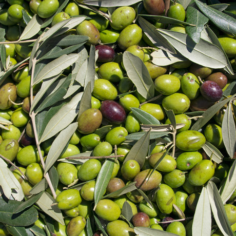 EVOO - CHETOUI OLIVE OIL
