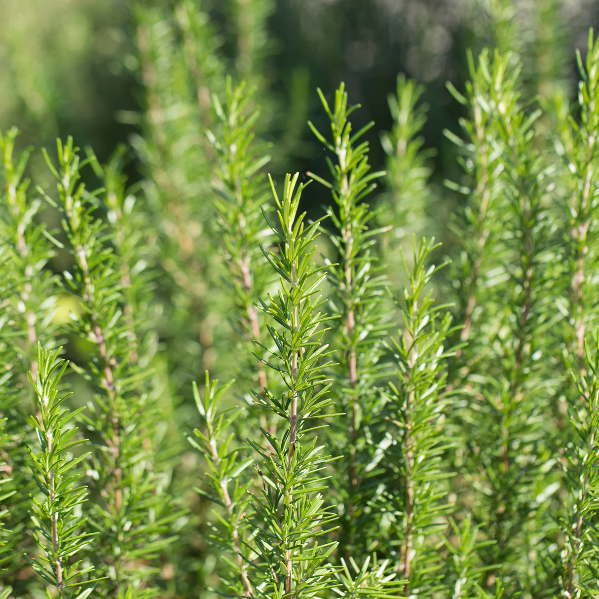 ROSEMARY OLIVE OIL