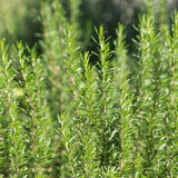 ROSEMARY OLIVE OIL