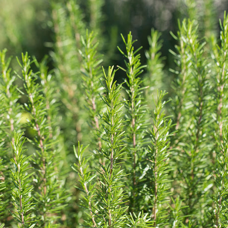 ROSEMARY OLIVE OIL