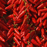 SPICY CALABRIAN PESTO
