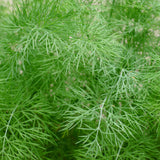 WILD DILL OLIVE OIL