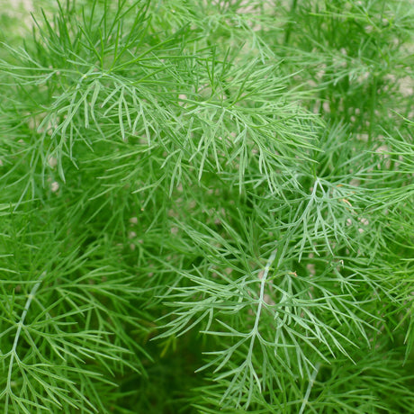 WILD DILL OLIVE OIL