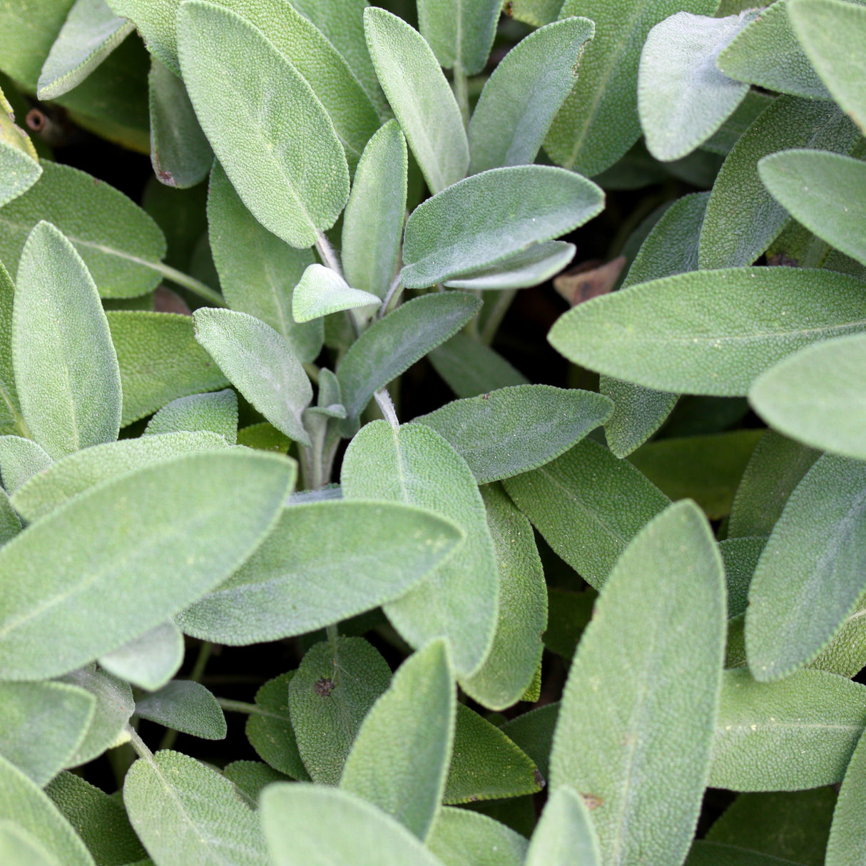 WILD MUSHROOM & SAGE OLIVE OIL