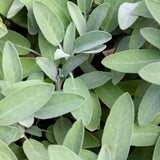 WILD MUSHROOM & SAGE OLIVE OIL